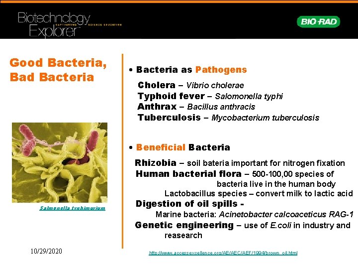 Good Bacteria, Bad Bacteria • Bacteria as Pathogens Cholera – Vibrio cholerae Typhoid fever