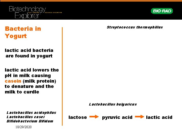 Bacteria in Yogurt Streptococcus thermophillus lactic acid bacteria are found in yogurt lactic acid