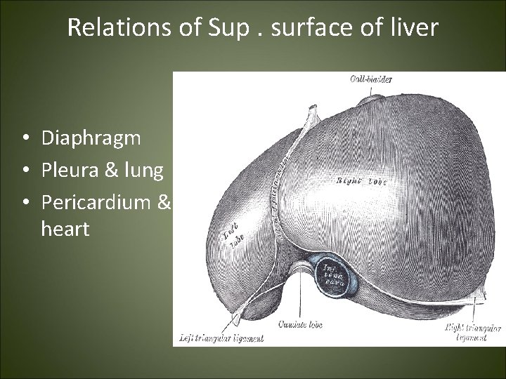 Relations of Sup. surface of liver • Diaphragm • Pleura & lung • Pericardium