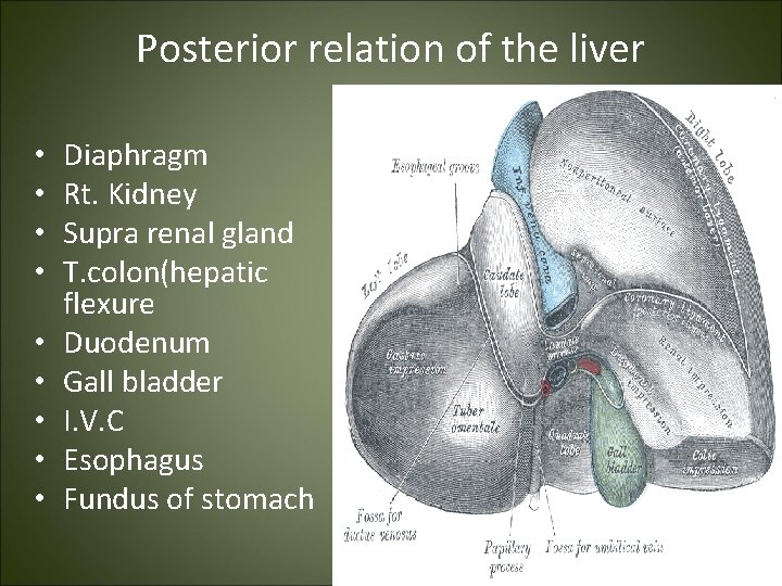 Posterior relation of the liver • • • Diaphragm Rt. Kidney Supra renal gland