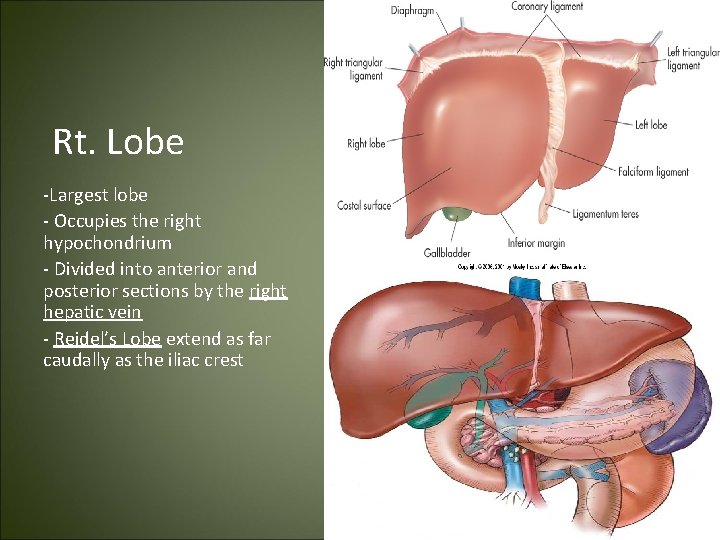  Rt. Lobe -Largest lobe - Occupies the right hypochondrium - Divided into anterior