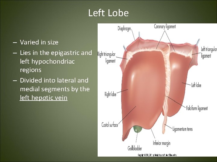 Left Lobe – Varied in size – Lies in the epigastric and left hypochondriac