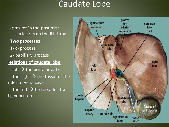 Caudate Lobe -present in the posterior surface from the Rt. Lobe Two processes 1