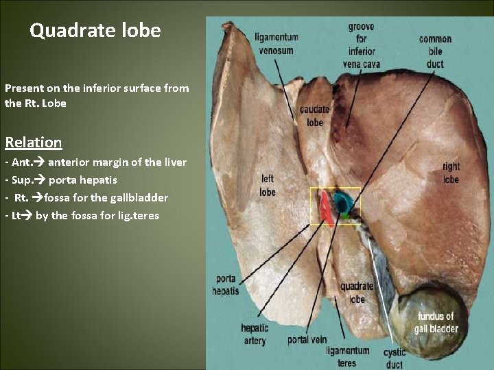 Quadrate lobe Present on the inferior surface from the Rt. Lobe Relation - Ant.