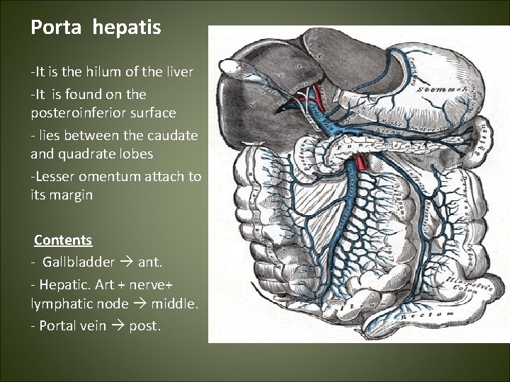 Porta hepatis -It is the hilum of the liver -It is found on the