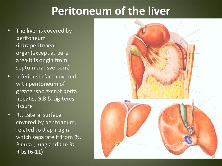 Peritoneum of the liver • The liver is covered by peritoneum (intraperitoneal organ)except at