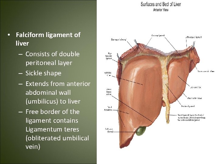  • Falciform ligament of liver – Consists of double peritoneal layer – Sickle