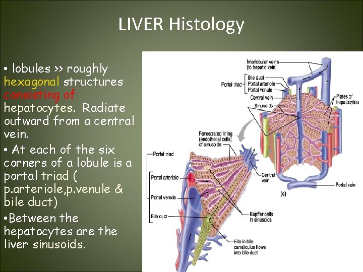 LIVER Histology • lobules >> roughly hexagonal structures consisting of hepatocytes. Radiate outward from