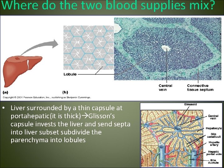 Where do the two blood supplies mix? • Liver surrounded by a thin capsule