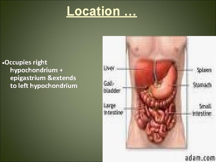 Location … • Occupies right hypochondrium + epigastrium &extends to left hypochondrium 