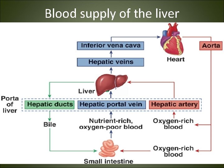 Blood supply of the liver 
