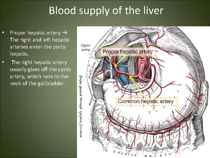  Blood supply of the liver • Proper hepatic artery The right and left
