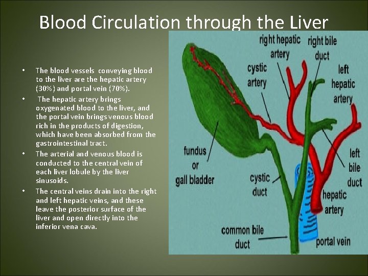 Blood Circulation through the Liver • • The blood vessels conveying blood to the