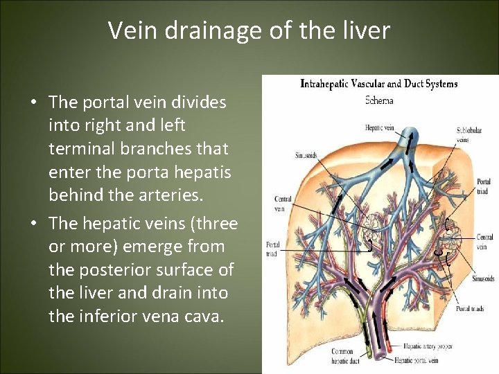 Vein drainage of the liver • The portal vein divides into right and left