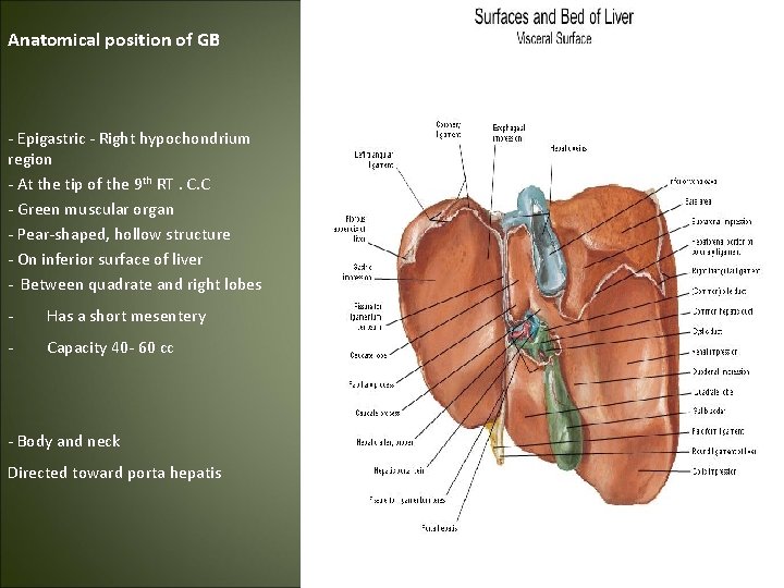 Anatomical position of GB - Epigastric - Right hypochondrium region - At the tip