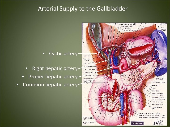 Arterial Supply to the Gallbladder • Cystic artery • Right hepatic artery • Proper
