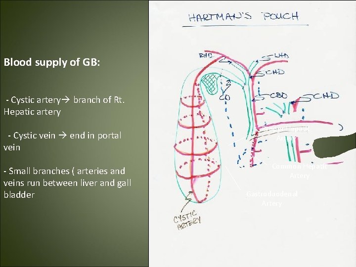 Blood supply of GB: - Cystic artery branch of Rt. Hepatic artery - Cystic
