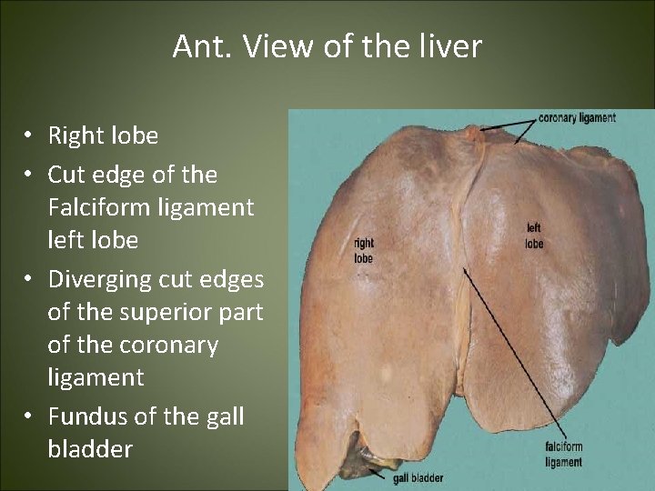 Ant. View of the liver • Right lobe • Cut edge of the Falciform
