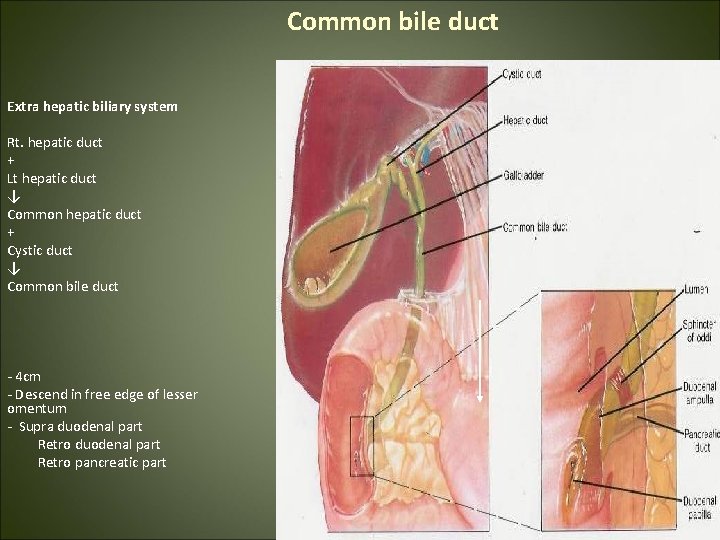 Common bile duct Extra hepatic biliary system Rt. hepatic duct + Lt hepatic duct
