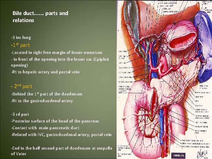 Bile duct……. parts and relations -3 inc long -1 st part -Located in right