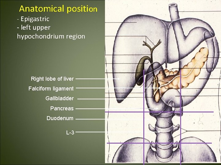  Anatomical position - Epigastric - left upper hypochondrium region Right lobe of liver
