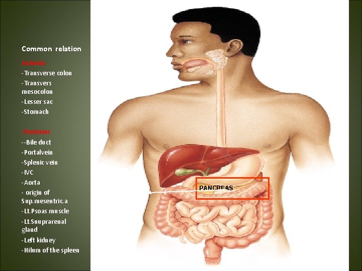 Common relation Anterior -Transverse colon -Transvers mesocolon -Lesser sac -Stomach -Posterior --Bile duct -Portalvein