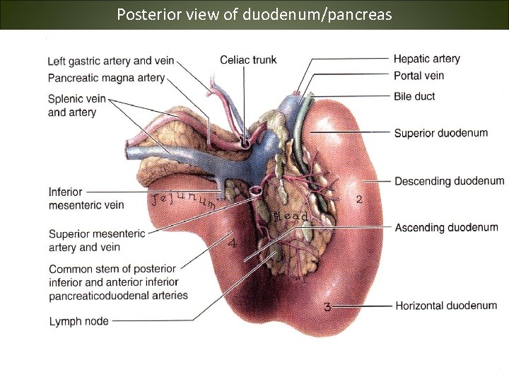 Posterior view of duodenum/pancreas 