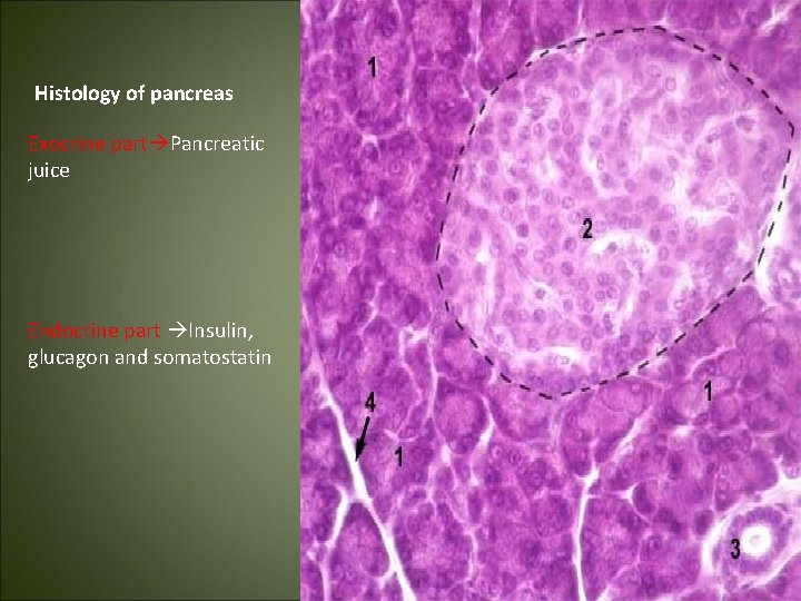 Histology of pancreas Exocrine part Pancreatic juice Endocrine part Insulin, glucagon and somatostatin 