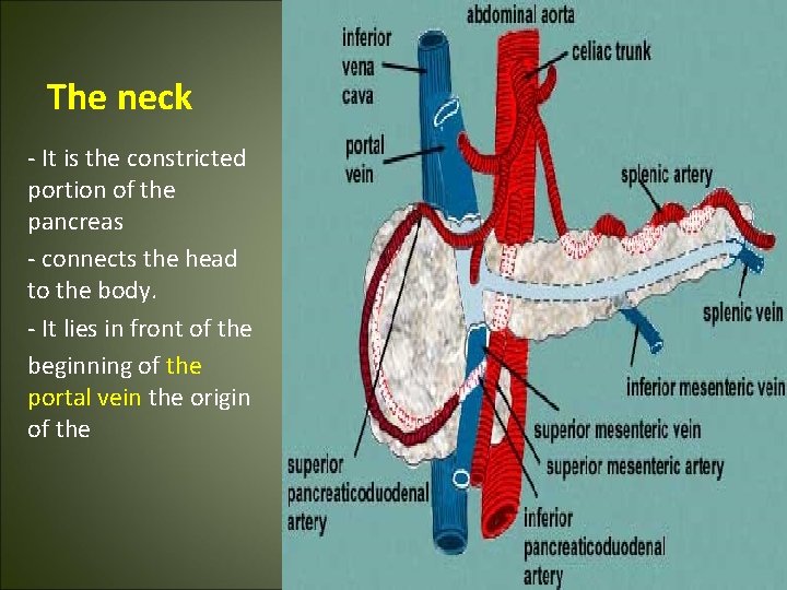 The neck - It is the constricted portion of the pancreas - connects the