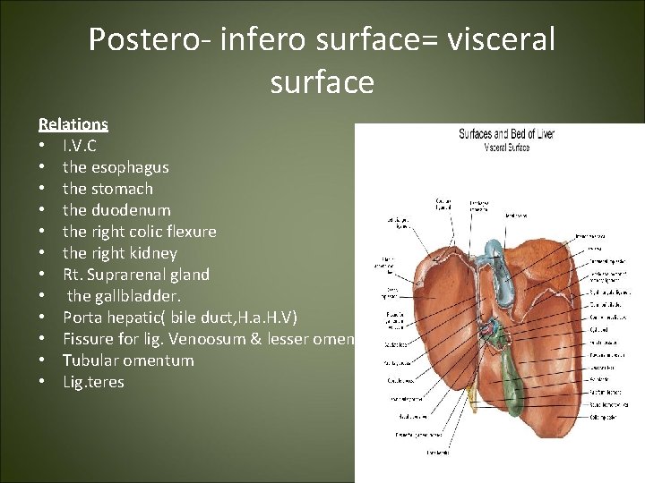 Postero- infero surface= visceral surface Relations • I. V. C • the esophagus •