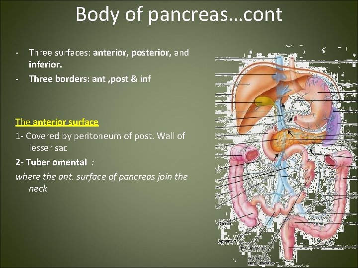 Body of pancreas…cont - Three surfaces: anterior, posterior, and inferior. Three borders: ant ,