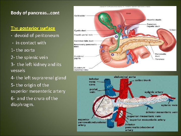 Body of pancreas…cont The posterior surface - devoid of peritoneum - in contact with