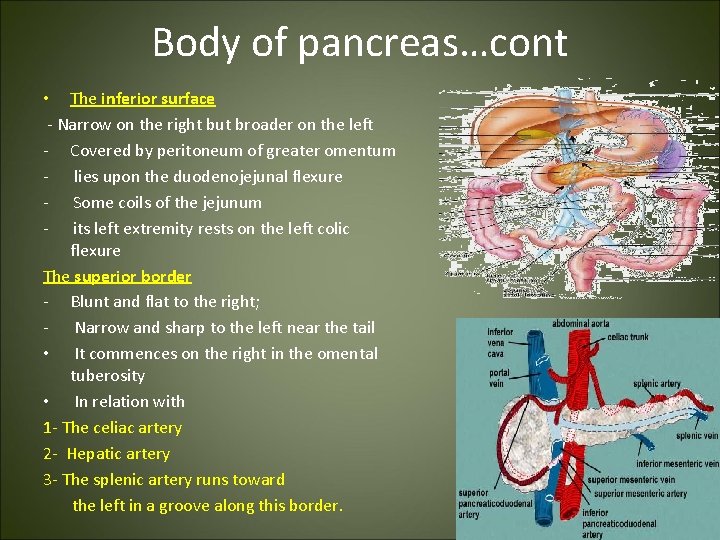 Body of pancreas…cont • The inferior surface - Narrow on the right but broader