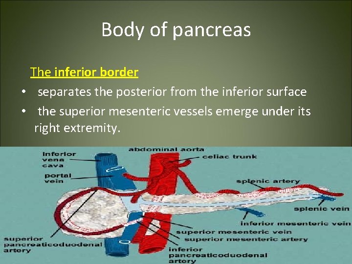 Body of pancreas The inferior border • separates the posterior from the inferior surface