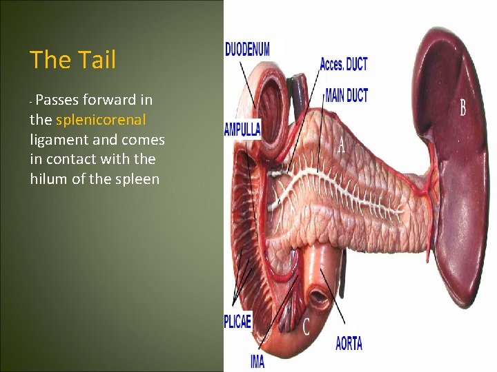 The Tail Passes forward in the splenicorenal ligament and comes in contact with the