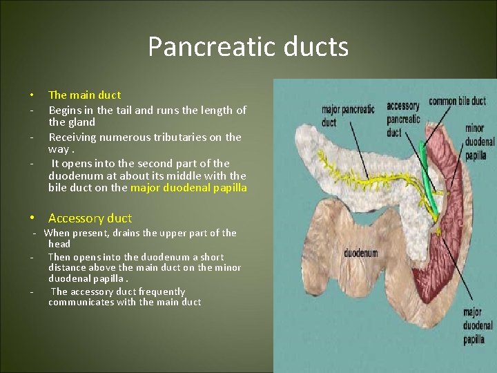Pancreatic ducts • - The main duct Begins in the tail and runs the