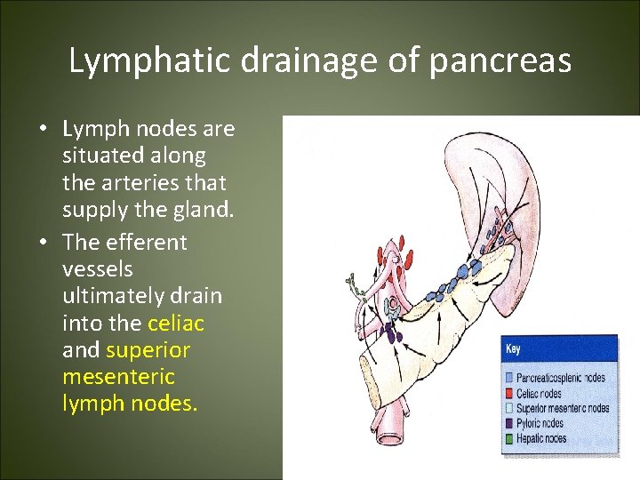 Lymphatic drainage of pancreas • Lymph nodes are situated along the arteries that supply