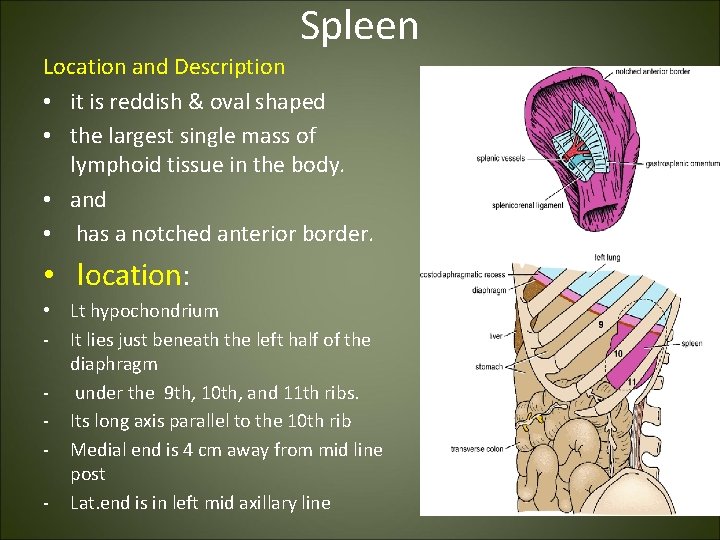Spleen Location and Description • it is reddish & oval shaped • the largest