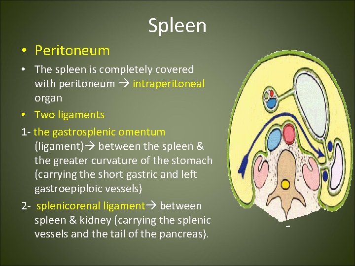 Spleen • Peritoneum • The spleen is completely covered with peritoneum intraperitoneal organ •