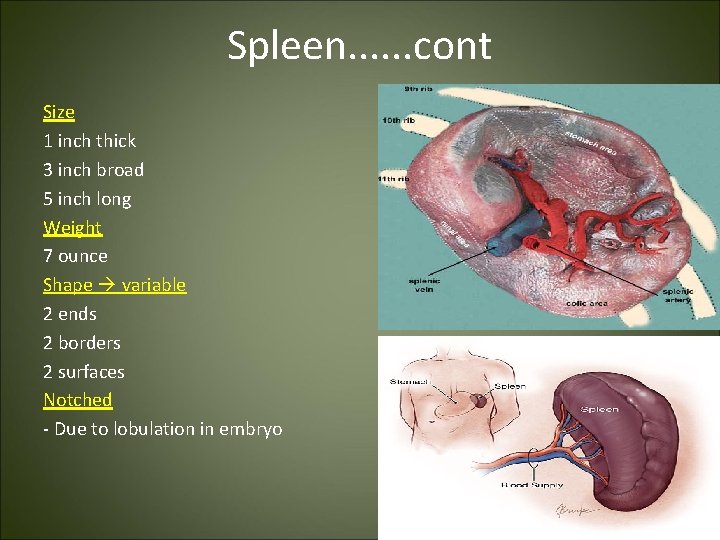 Spleen. . . cont Size 1 inch thick 3 inch broad 5 inch long