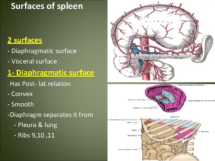Surfaces of spleen 2 surfaces - Diaphragmatic surface - Visceral surface 1 - Diaphragmatic