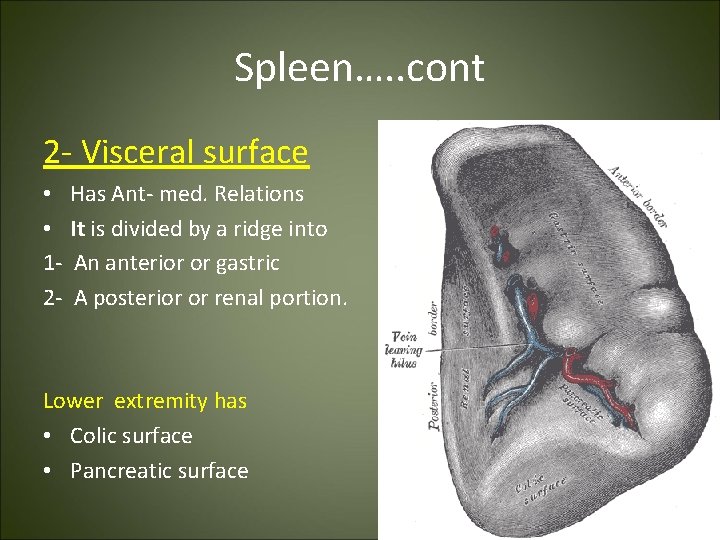 Spleen…. . cont 2 - Visceral surface • Has Ant- med. Relations • It