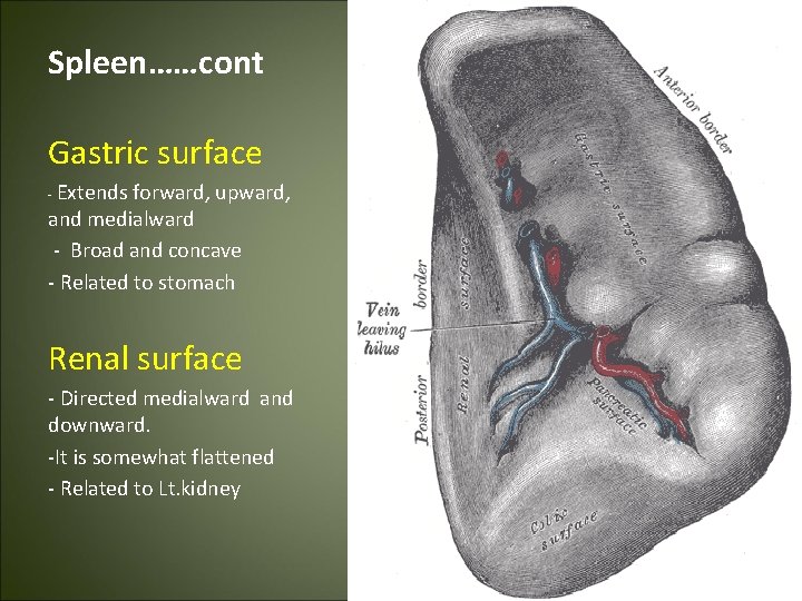 Spleen……cont Gastric surface - Extends forward, upward, and medialward - Broad and concave -