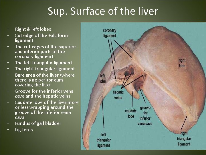 Sup. Surface of the liver • • • Right & left lobes Cut edge
