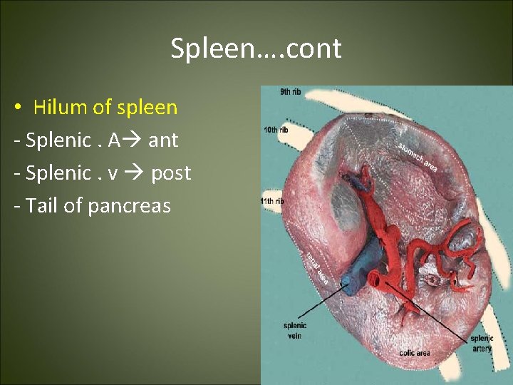 Spleen…. cont • Hilum of spleen - Splenic. A ant - Splenic. v post