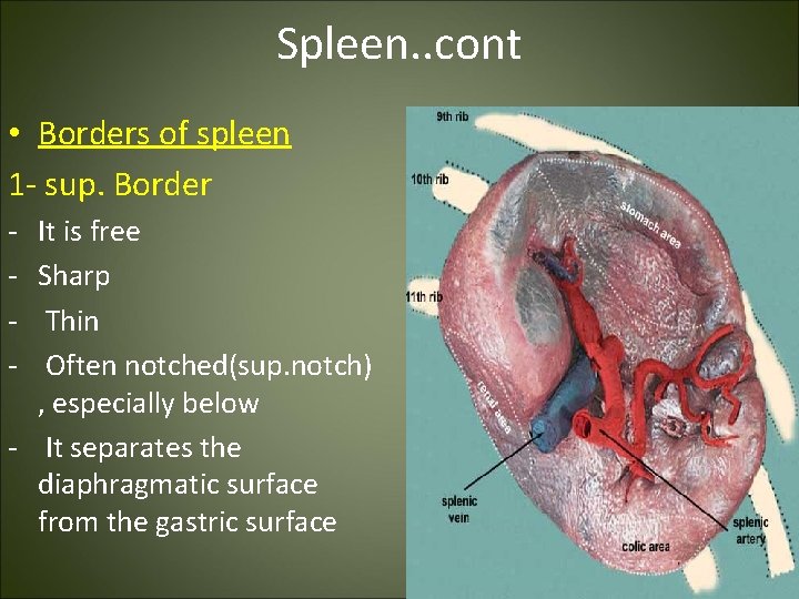Spleen. . cont • Borders of spleen 1 - sup. Border - It is