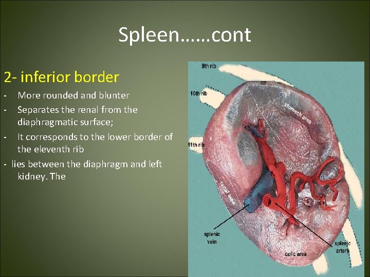 Spleen……cont 2 - inferior border - More rounded and blunter Separates the renal from