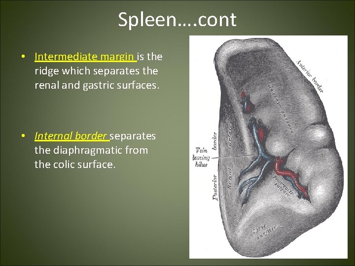 Spleen…. cont • Intermediate margin is the ridge which separates the renal and gastric