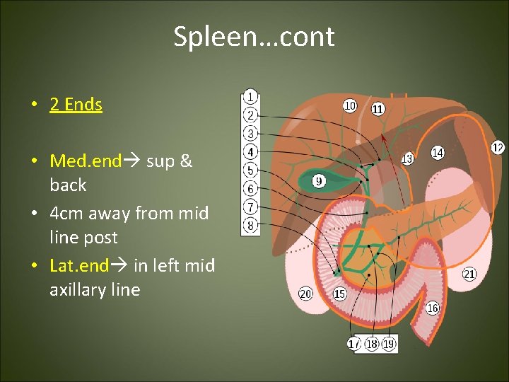 Spleen…cont • 2 Ends • Med. end sup & back • 4 cm away