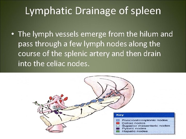 Lymphatic Drainage of spleen • The lymph vessels emerge from the hilum and pass